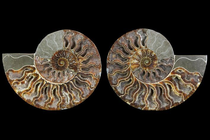 Cut/Polished Ammonite Pair - Crystal Fill Chambers #79151